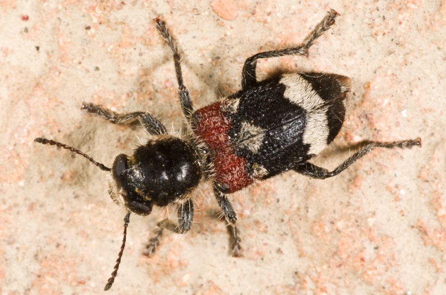 Clerus mutillarius